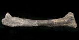 Dryosaurus Tibia - Bone Cabin Quarry, Wyoming #14726-1